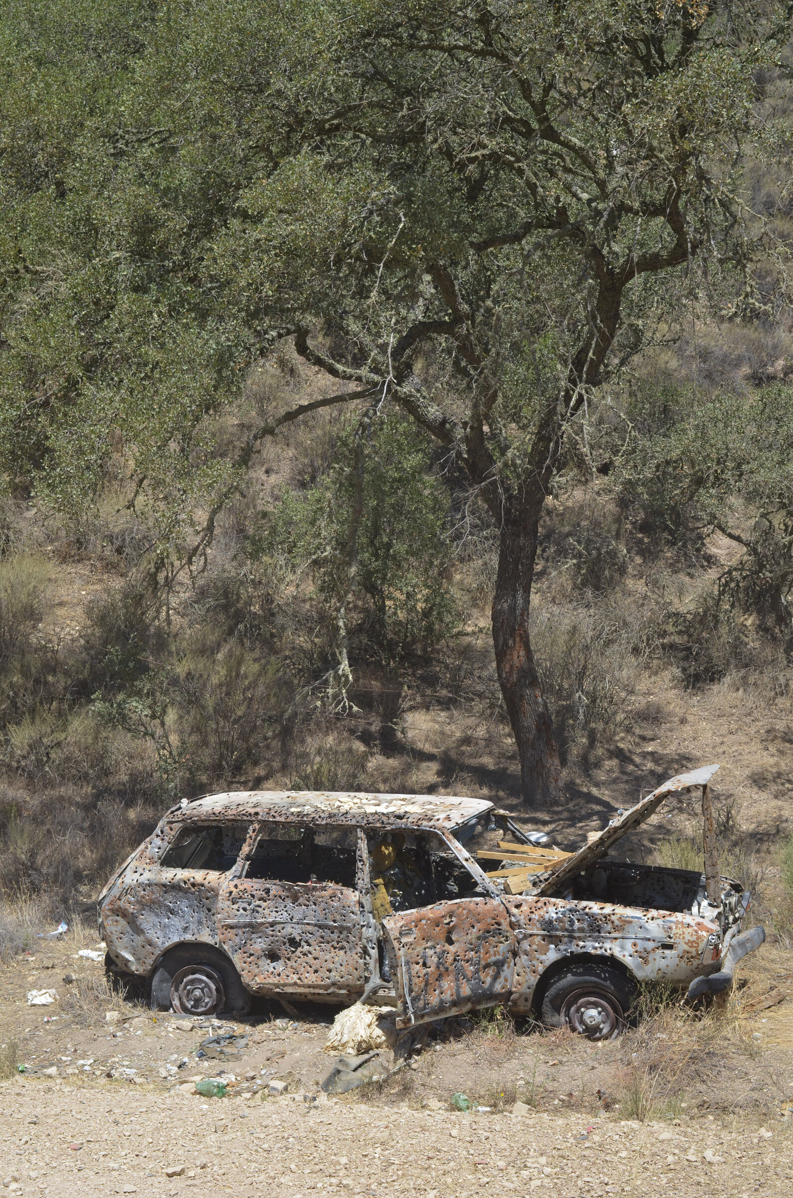 Rusted car wreck under a lone tree